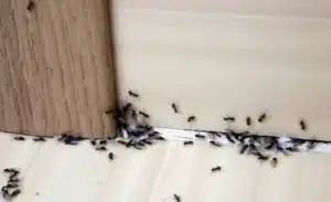 Identifying the diverse types of common insects
