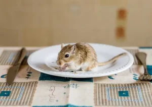 Four contributing factors of pest infestation in restaurant