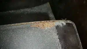 Sign of pest infestation you should learn to look out for