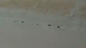 How to recognise and deal with ant infestations at home