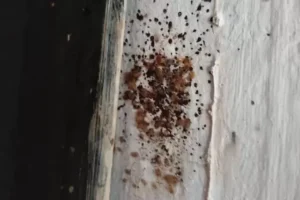 What to look out for when choosing a pest control company