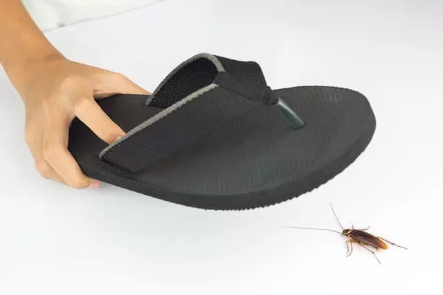 how-to-safely-remove-and-prevent-cockroaches-in-your-home