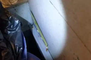 Pest control measures to make at the construction phase