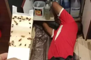 Must do steps for keeping your restaurant free from pests