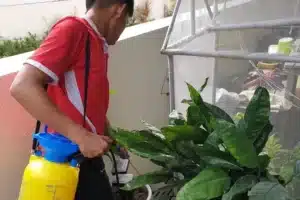 Things to look out for when hiring a pest control company