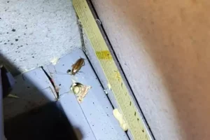 Answering the 5 most common questions about cockroaches