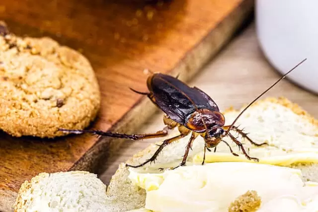 the-common-food-items-that-causes-cockroach-infestations