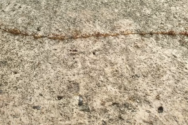 5-simple-yet-effective-tips-to-rid-ants-from-your-home