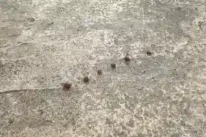What you should do when you discover an ant infestation
