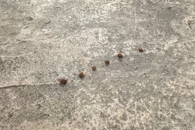 what-you-should-do-when-you-discover-an-ant-infestation