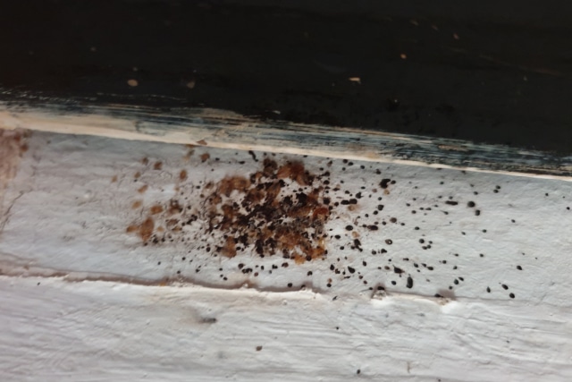 Bed Bug Control Services Singapore, Bed Bug Pest Control Singapore