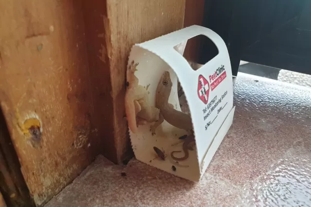 7-facts-you-need-to-know-about-the-common-house-lizard
