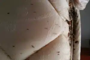 5 common myths about bed bugs and the truths behind them