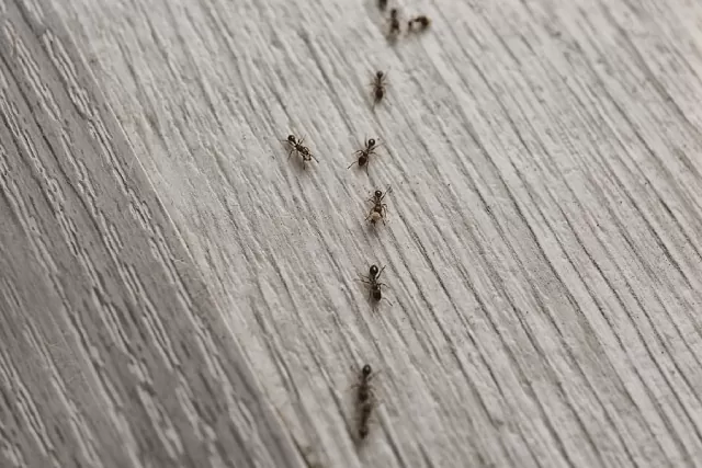 5-effective-ways-to-keep-pesky-ants-from-invading-your-home