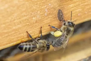 A complete guide to bee infestations and how to manage them
