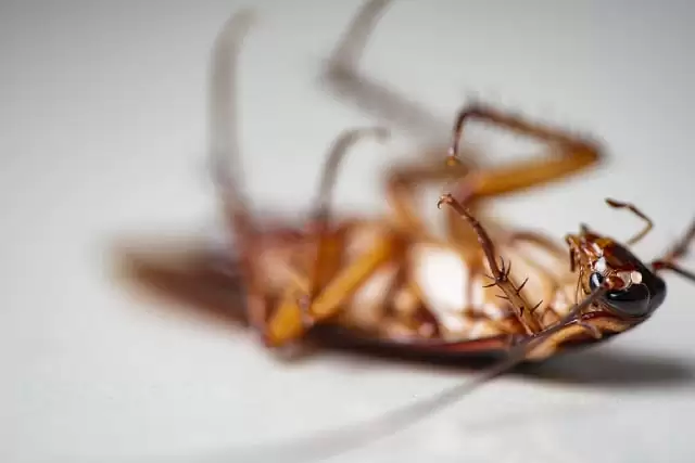 cockroaches-all-you-need-to-know-about-these-house-pests