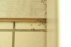 4 causes that could lead to an ant infestation in your home