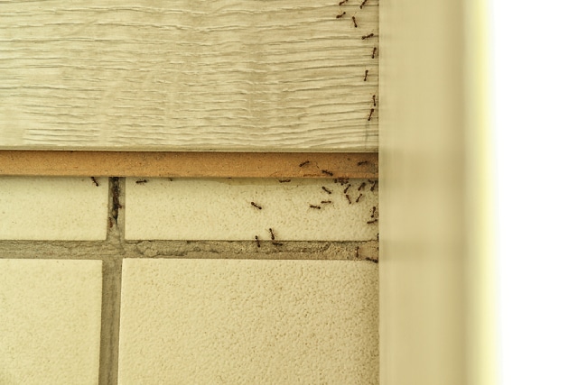 4 Causes That Could Lead To An Ant Infestation In Your Home