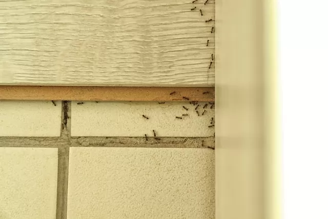 4-causes-that-could-lead-to-an-ant-infestation-in-your-home