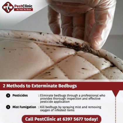 Bed Bug Control Singapore