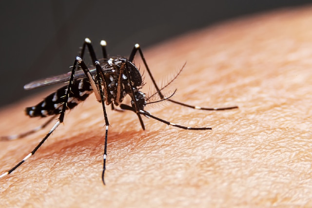 Knowing The Opposition: 4 Mosquito Facts To Be Aware Of