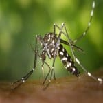 mosquito-pest-control-singapore-150×150