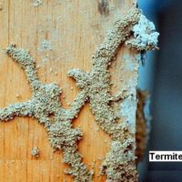 Termites Control At Home Singapore
