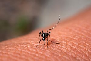 Mosquito Bites: Causes, Why They Itch & How To Ease The Pain