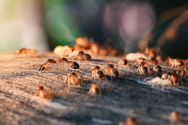Termites: Why They Need To Be Eradicated From Your Home
