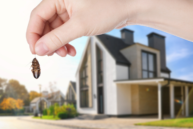 Clean Living: Why It Does Not Guarantee Freedom From Pests