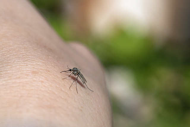 Deterring Mosquitoes: 5 Ways To Prevent From Getting Bit