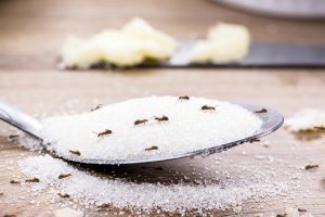 An Infested Abode: Common Pest Classifications To Recognise