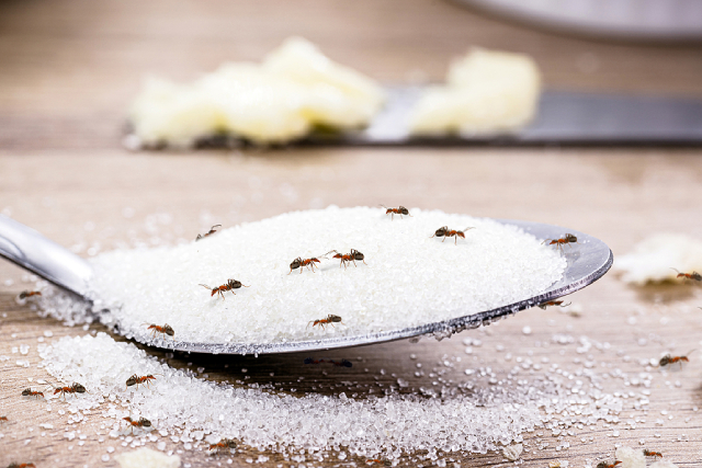 An Infested Abode: Common Pest Classifications To Recognise