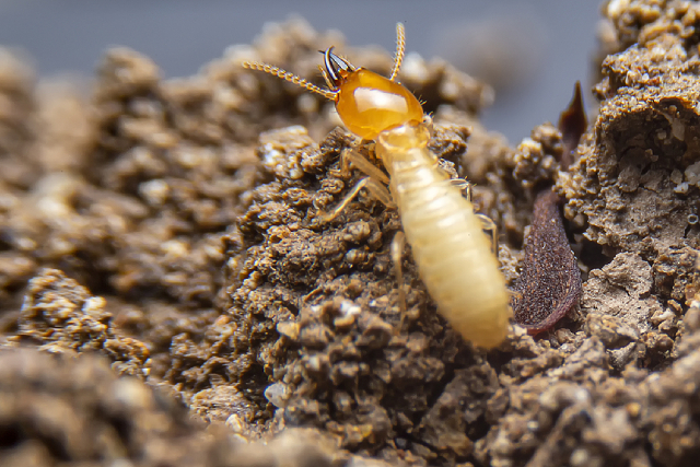 The Health Dangers Of Termites: Can They Make You Sick?