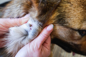Tick Infestations: Can You Get Them Directly From Your Pet?