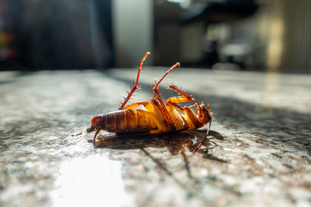 Top 7 Unexpected Cockroach Hideouts You Need To Be Aware Of