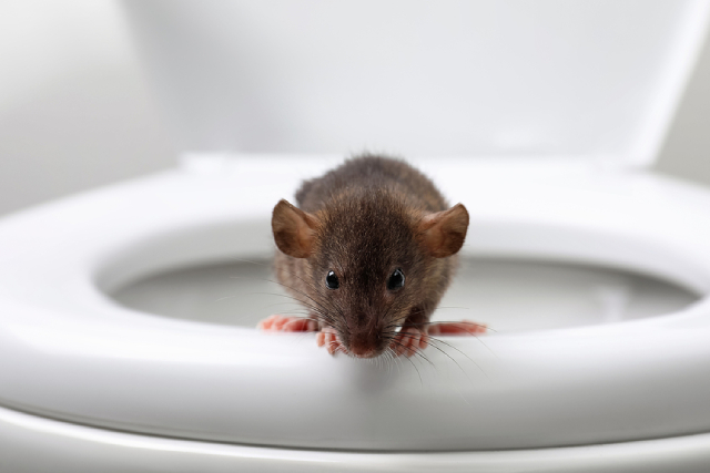 4 Surprising Pests That Can Crawl In Through Your Bathroom