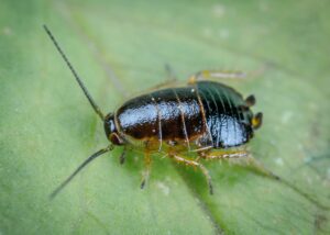 Oriental Cockroach – (Blatta Orientalis)