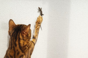Common House Geckos: Managing These Menaces In Your Home