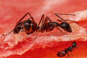 3 Warning Signs That Carpenter Ants Are In Your House