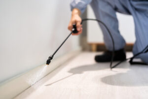 Pest Control: Do You Need Protection All Year Round?