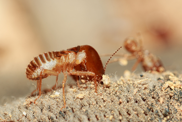 The Truth About Termites: Can They Eat Your Money Away?