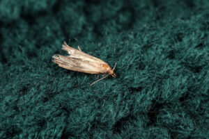 Have A Moth Problem? Here’s How To Keep Them In Check
