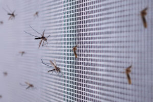 Mastering Mosquitoes: Why They Are Active And What You Can Do