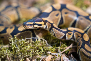 Tips On How To Keep Snakes From Invading Your Property
