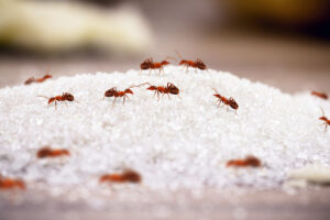 Ant Control: How To Tackle Invasions In The Warm Months