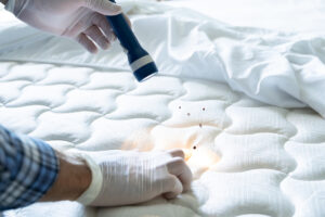Bed Bug Origins: Exploring Their Origins And Nesting Habits