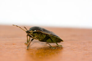 Bed Bugs Bite: 5 Unusual Hiding Places In Your House