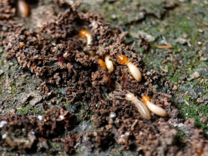 Dampwood-Termites-Species