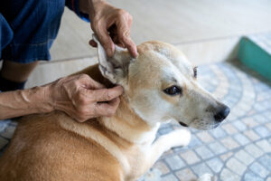 Is It A Flea Or Bed Bug Problem? How To Tell Which Is Which